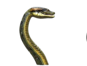 Snake