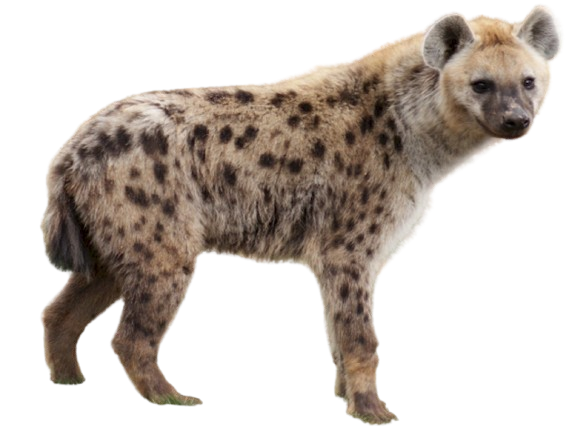 Hyena Lagarr Bagarr