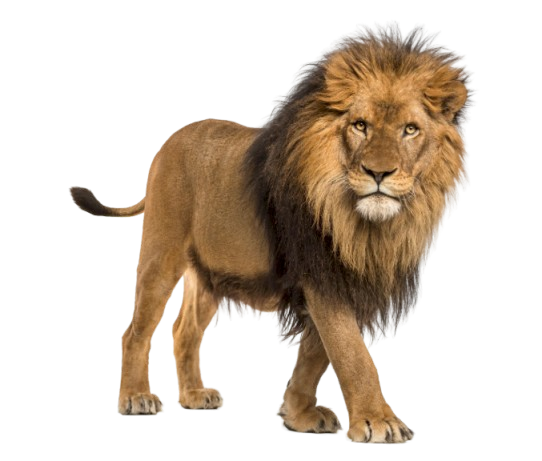Animals | Janwar